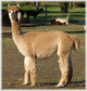 Maya 2005 Cria