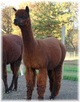 Idgie 2010 Cria