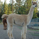 Genevieve 2009 Cria