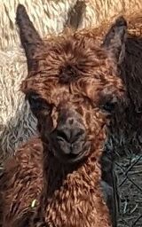 alpaca for sale