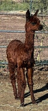 alpaca for sale