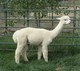 Female cria - Sabrina