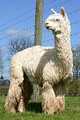 Tal-Go's Sire: Accoyo Tiago Primo