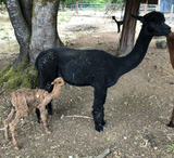 alpaca for sale