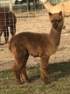 Cria--Captain Carhart