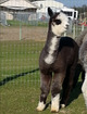 Female Offspring - Granite Bay Alpacas