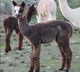 Female Offspring - GAF Ruby Rose