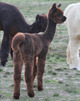 Female Offspring - Backstage Alpacas