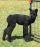 Male Offspring - Majestic Meadows Alpacas