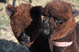 Male & Female Offspring - Greenbriar Alpaca Farm