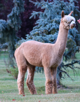 alpaca for sale