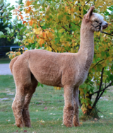 alpaca for sale