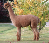 alpaca for sale