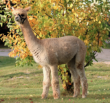 alpaca for sale