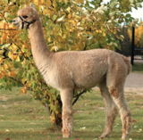 alpaca for sale