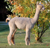 alpaca for sale