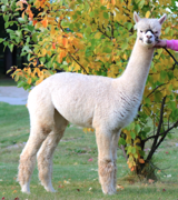 alpaca for sale