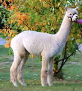 alpaca for sale