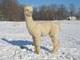 2007 cria, Caspian