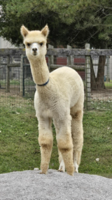 alpaca for sale