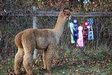 alpaca for sale