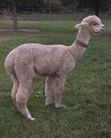 alpaca for sale