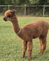 alpaca for sale