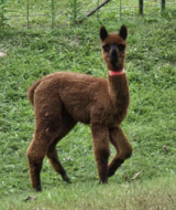 alpaca for sale