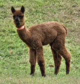 alpaca for sale