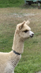 alpaca for sale