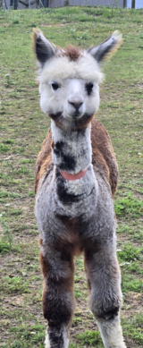 alpaca for sale