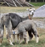 alpaca for sale