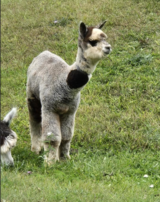 alpaca for sale