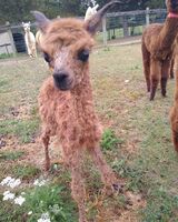 alpaca for sale