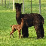 alpaca for sale