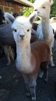 Cria photo of Billy