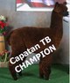 CRIA - CHAMPION - El Capatan