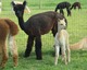 CoCo with 2015 Female Cria - Electra