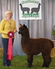 2014 Cria - Spalding's Ace (SOLD)