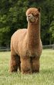 Svc Sire - A Paca Fun's Tucson 9X CC/RC