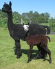 Keora and 2015 Cria - Maybelline