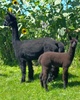 Keora - with 2015 Female Cria - Jetta