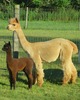 Blaze and 2015 DB Female Cria- Crown Jewel