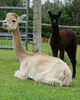 Vision and 2015 TB Female Cria - Vivian 