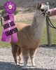 Cria Macy Grey - AOBA CHAMP