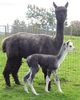 2014 Cria at Side - Dream Angel