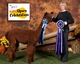 Maternal Sister - 9X CHAMPION Sassafras