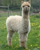 Cria  - Arayna, Blue Ribbon Winner