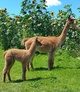 Nutmeg & 2016 Male Cria - Nitro