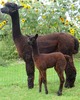 2015 Female Cria - STF Mercy